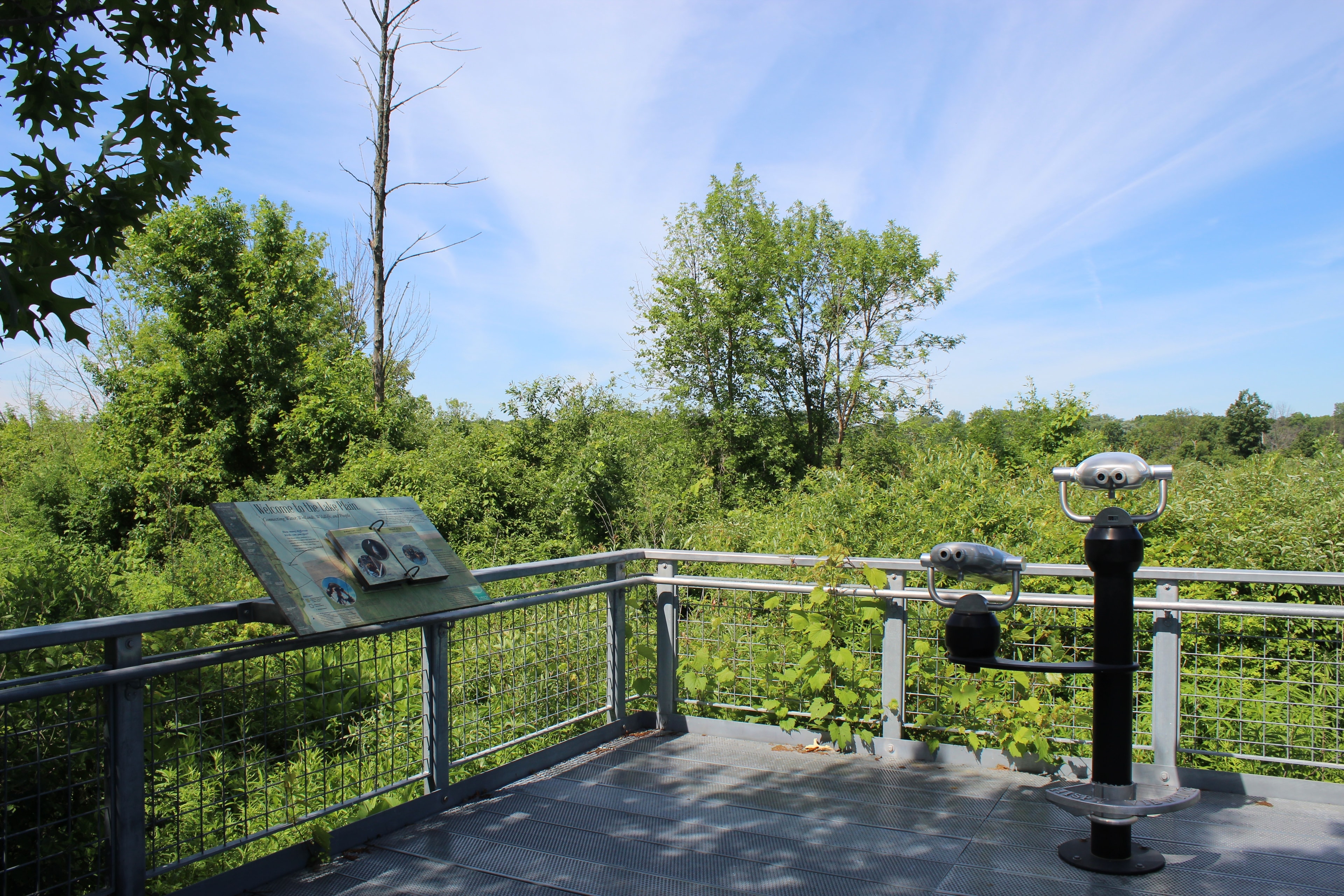 Scenic overlook with binoculars and green forest vista at Spring Bluff Forest Preserve